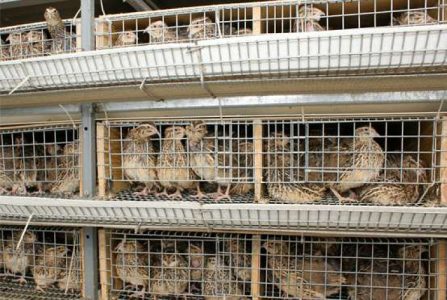 300 Kadayum 600kada Kidakkavunna Koodum