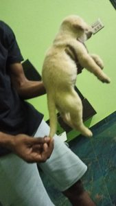 33days female Labrador puppy