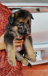 35 days old Gsd puppies for sale