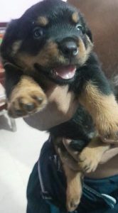 35 days Rottweiler