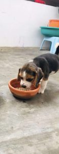 36 days old Female Beagle Puppy
