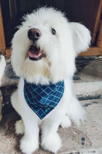 3years old Lhasa apso