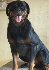 3yr Old Rottweiler Stud Male For Sale