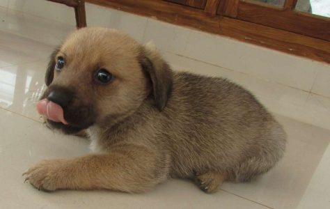 40 Days old Pomeranian puppy