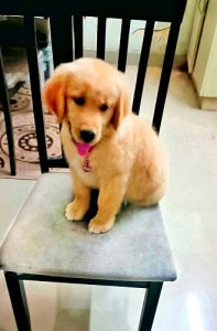 44 days golden retriever london breed