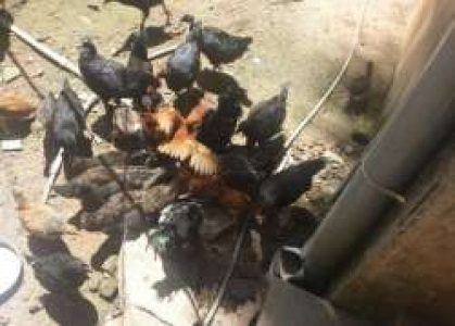 45 days old Motta Kozhi Kunjungal