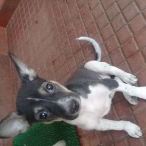 45 days old nadan puppy