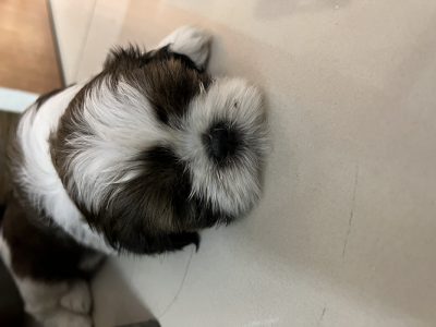45 days old female shih tuz pup for sale
