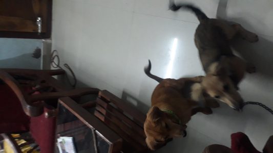 4months puppy for sale