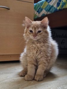 50 day old male Persian kitten sand color