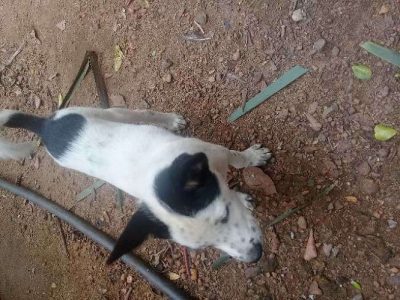 50 days nadan puppies for sale 