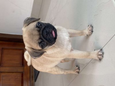 55days old pug  