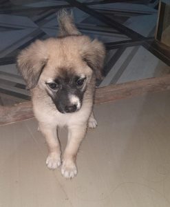 56days old puppy german &pom cross breed female
