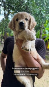 60 days old Golden Retriever Female Puppy