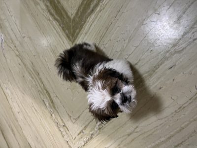 65 days Old Shih Tzu Puppy for sale