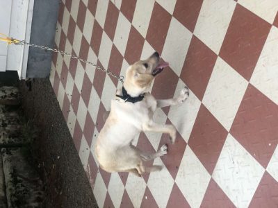 6mont male lab for sale off white 