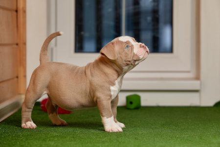 7302565347/dog home delivery