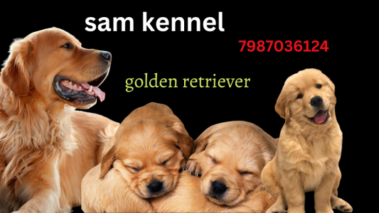 7987036124 golden retriever puppies for sale in jhabua alirajpur madhya pradesh