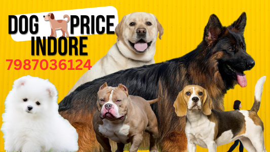 7987036124 Labrador available for sale in indore