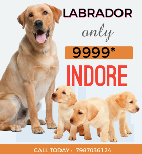7987036124 Labrador puppy available in indore