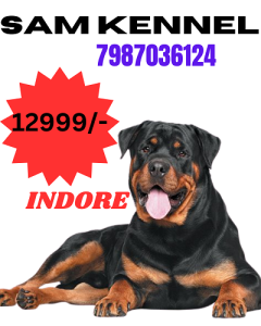 7987036124 rottweiler puppies for sale in indore
