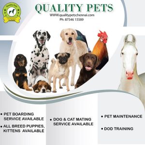 8754615589 All breed puppies , dog boarding service , dog mating service available
