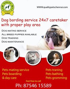 8754615589 All breed puppies available dog bording, mating service available in Chennai