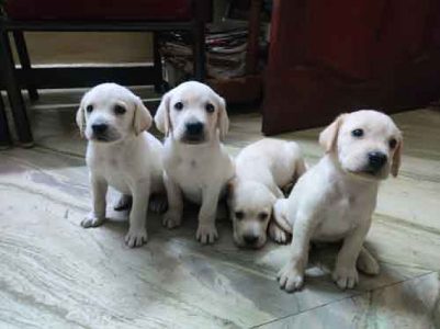 8754615589 lab PUPPIES AVAILABLE in Chennai contact