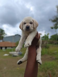 8754615589 lab PUPPIES AVAILABLE