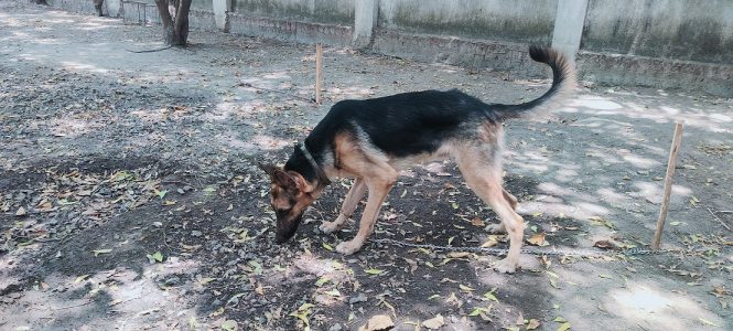 8754615589 (9 months) good friendly and guarding German shepherd male available