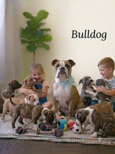 8800539300 Bulldogs Cute Puppy are affectionate, strong, curious, tough and can be very, very stubborn.