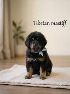 8800539300 Cute Dog Tibetan Mastiff is loyal, fearless, and hardworking.