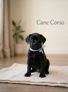 8800539300 Cute Puppy Cane corsos are loyal, intelligent, and excel at working tasks, making them great companions for experienced owners