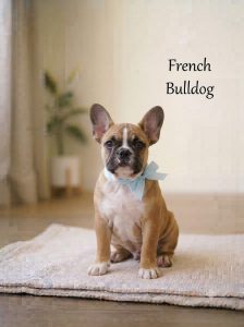 8800539300 Cute Puppy French Bulldog-Known for their playful personalities and affectionate nature