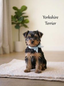 8800539300 Cute Puppy Yorkshire Terrier They have a very stable personality and are mentally alert and emotionally secure