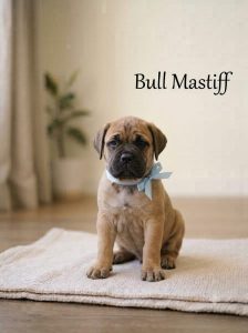 8800539300 Cute Puppy Bullmastiffs can excel in agility, obedience, rally, even scent work and tracking