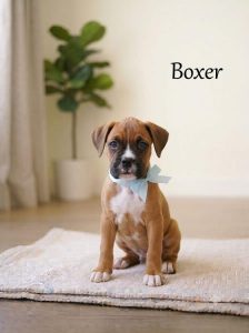 8800539300 Cute Puppy Boxer behavior issues include jumping on people, pulling on leash, counter-surfing, rough play, and excessive barking