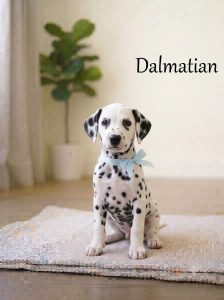 8800539300 Cute Puppy The Dalmatian is a breed of dog with a white coat marked with dark-coloured spots
