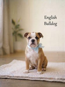 8800539300 English Bulldog puppies are affectionate, playful, and famously stubborn companions