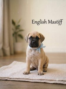 8800539300 English Mastiff Puppy