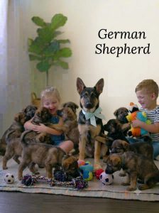 8800539300 German Shepherd Puppy Cute, Smart, and Playful