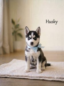 8800539300 Husky Cute Dog Characteristics: Intelligent, independent, energetic, friendly with people