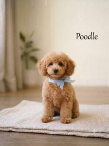 8800539300 Poodle Puppy