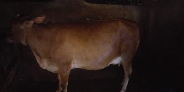 പശുവിനെ വില്പനക്ക് 9447870470,9744090470