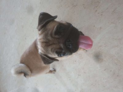 9month pug