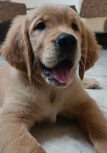 Adorable 70 day old KCI certified Golden Retriever