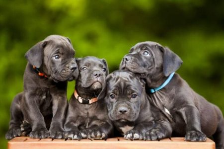 Adorable CANE CORSO puppies for sale..7300930479