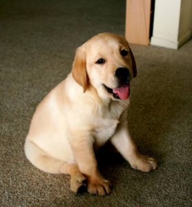 Adorable Labrador Puppies for Sale - Friendly, Playful, and Loyal Companions