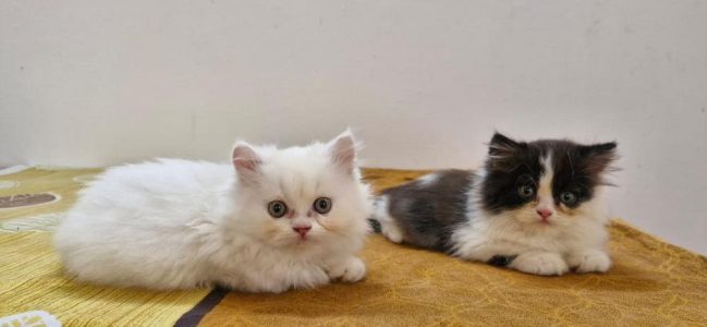 Adorable 2-Month-Old Persian Kittens for Sale in Thrissur