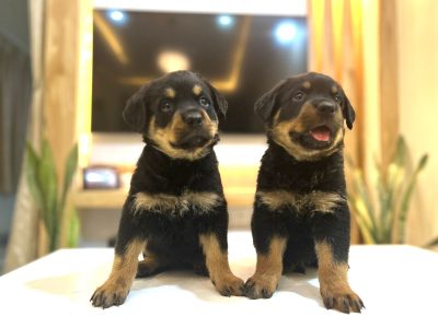 Adorable Puppies for Sale!